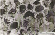 粉末内部多孔質（電子顕微鏡）